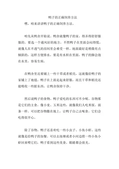 鸭子的正确饲养方法