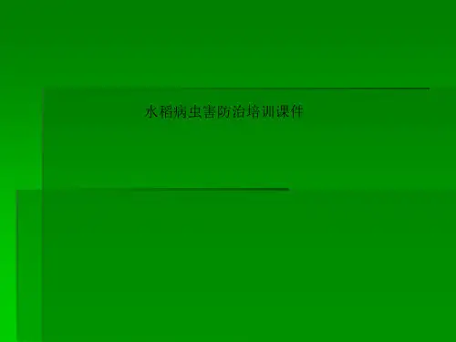 水稻病虫害防治培训课件