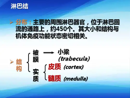 器官系统—免疫系统(组织学与胚胎学课件)