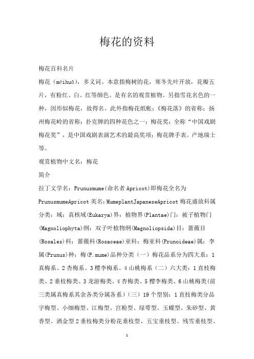 梅花的资料