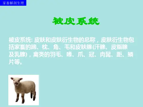 家畜解剖生理——被皮系统