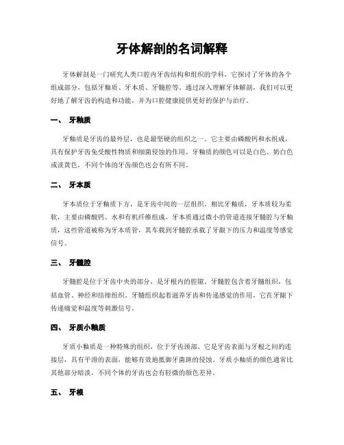 牙体解剖的名词解释