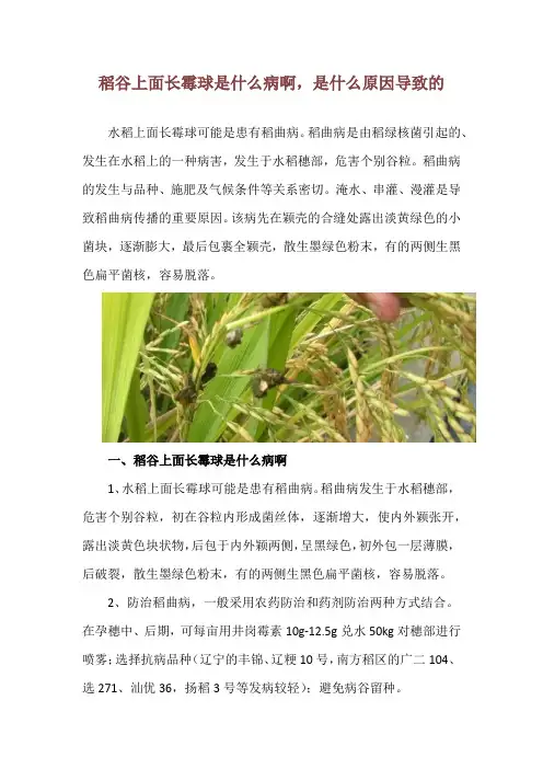 稻谷上面长霉球是什么病啊,是什么原因导致的