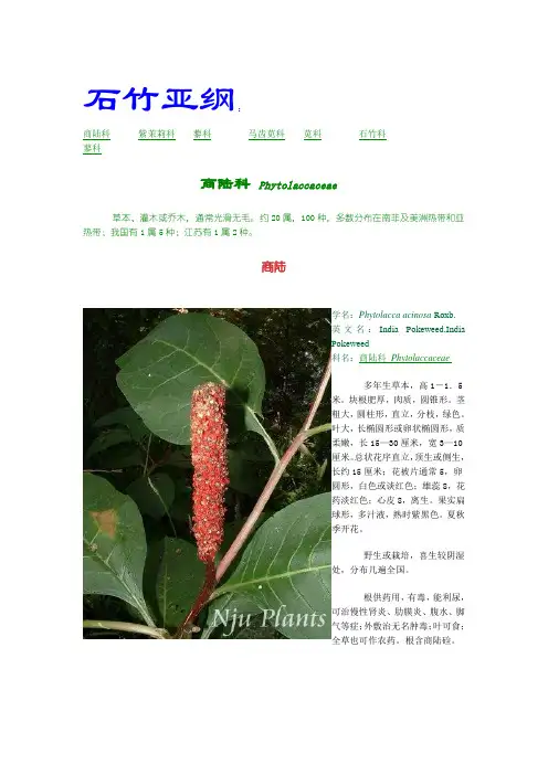 石竹亚纲