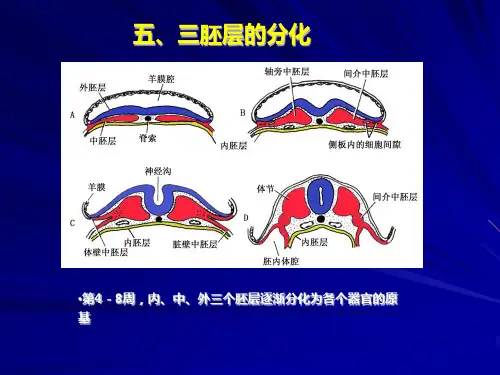 胚胎学总论