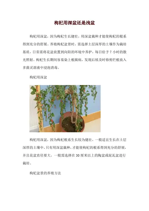 枸杞用深盆还是浅盆