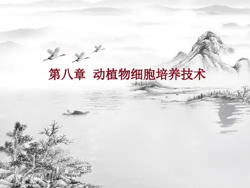 第八章动植物细胞培养技术ppt课件(全)
