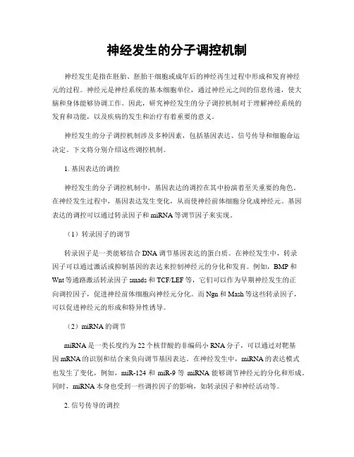 神经发生的分子调控机制