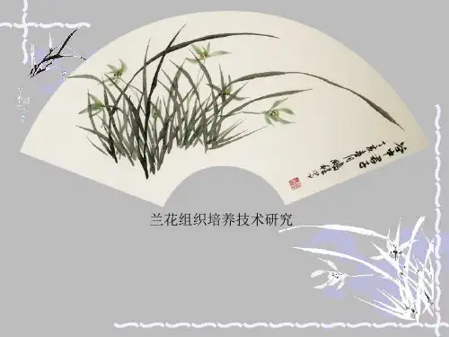 兰花组织培养技术研究