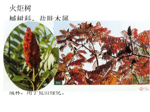 北方常用一二年生草本花卉