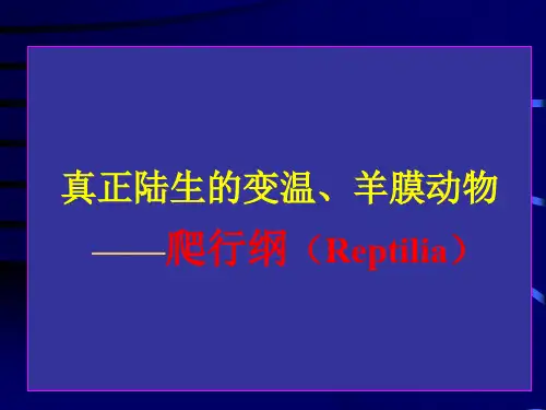大学《普通动物学》第四版 爬行纲课件