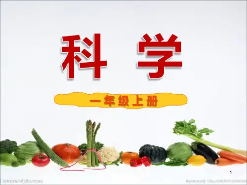 常见的水果和蔬菜ppt课件