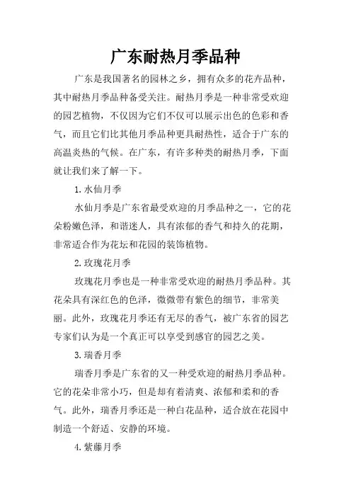 广东耐热月季品种