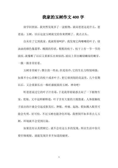 我家的玉树作文400字