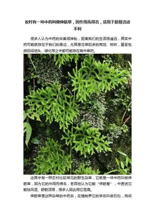 农村有一味中药叫做伸筋草，因作用而得名，适用于筋骨活动不利