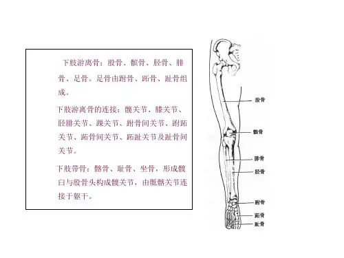 X线常规检查技术之下肢摄影课件
