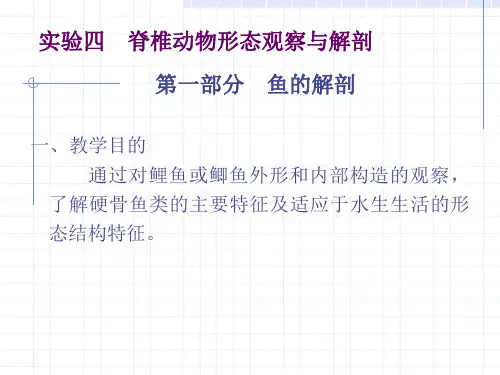 实验四        脊椎动物形态观察与解剖