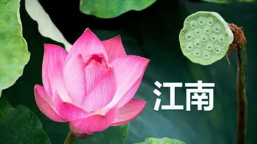 2024年秋一年级上册2江南 课件(共21张PPT)