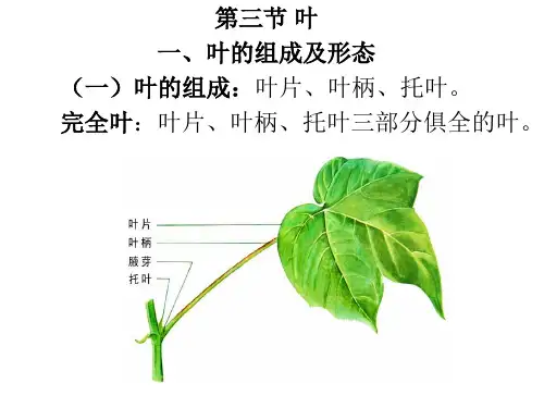 药用植物学：第三章  第三节  叶