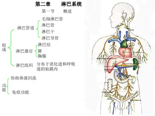淋巴和内分泌系统