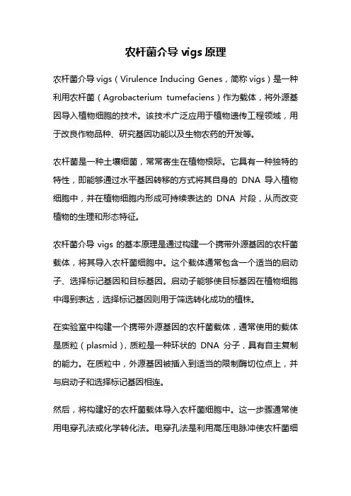 农杆菌介导vigs原理