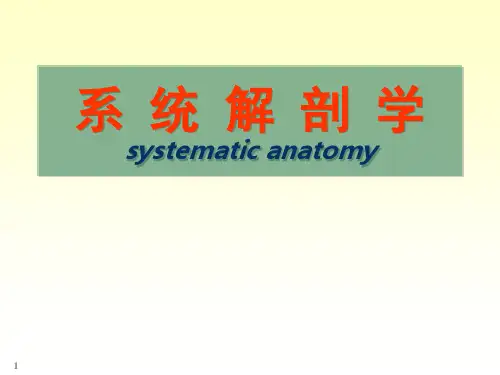 系统解剖学ppt课件