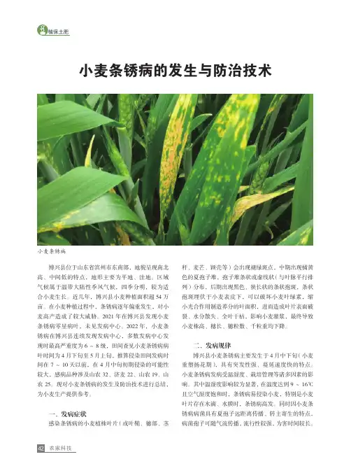 小麦条锈病的发生与防治技术