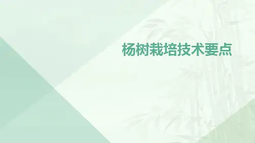 杨树栽培技术要点