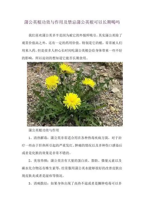 蒲公英根功效与作用及禁忌 蒲公英根可以长期喝吗