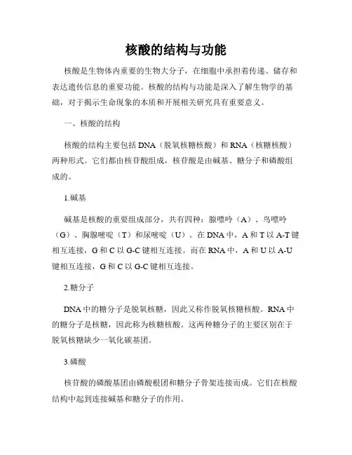 核酸的结构与功能