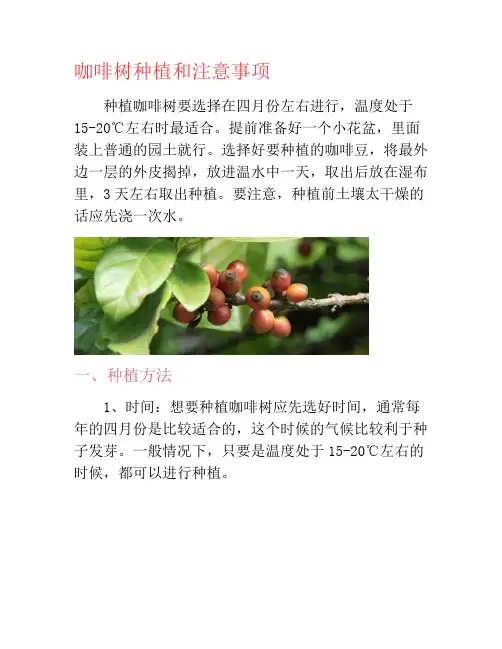 咖啡树种植和注意事项-养花技巧
