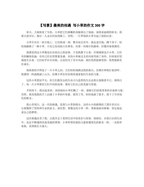 【写景】最美的相遇 写小草的作文300字