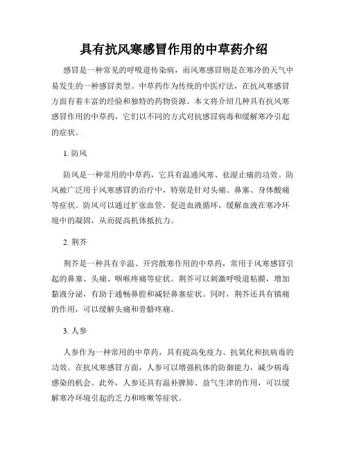 具有抗风寒感冒作用的中草药介绍