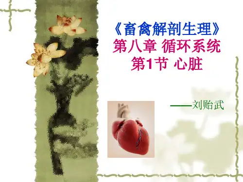 畜禽解剖生理-八-1-心脏