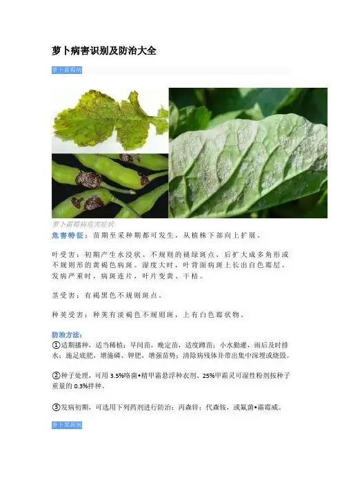萝卜病害识别及防治大全