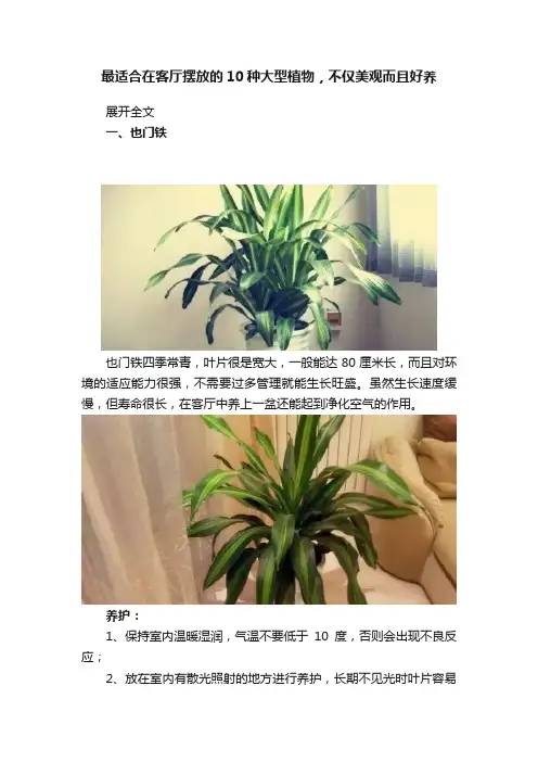 最适合在客厅摆放的10种大型植物，不仅美观而且好养