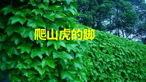 《爬山虎的脚》ppt课件