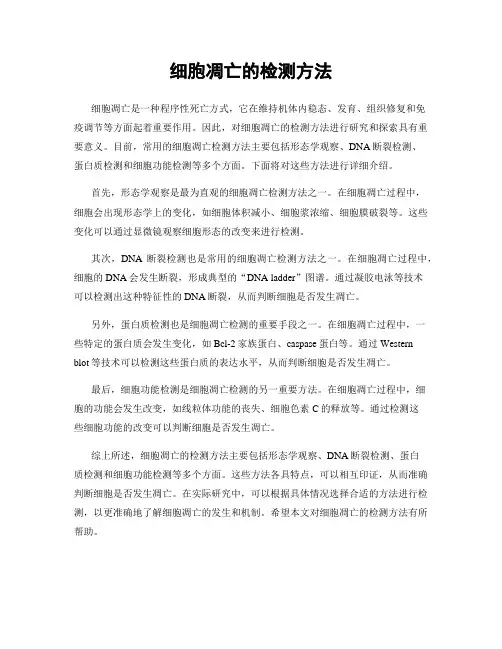 细胞凋亡的检测方法