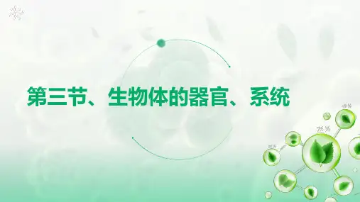 生物体的器官、系统ppt课件