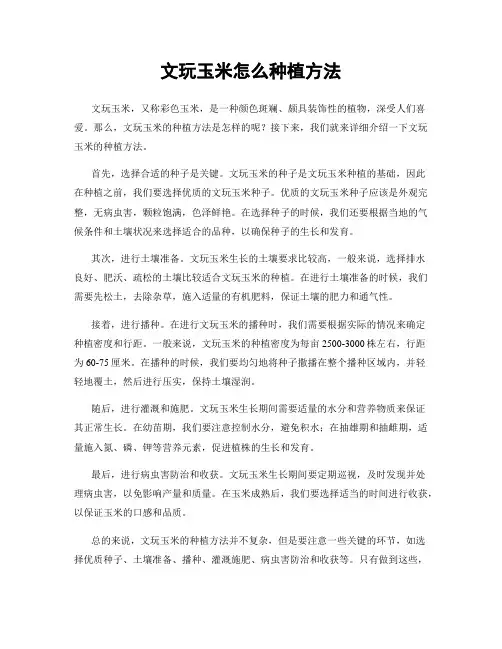文玩玉米怎么种植方法