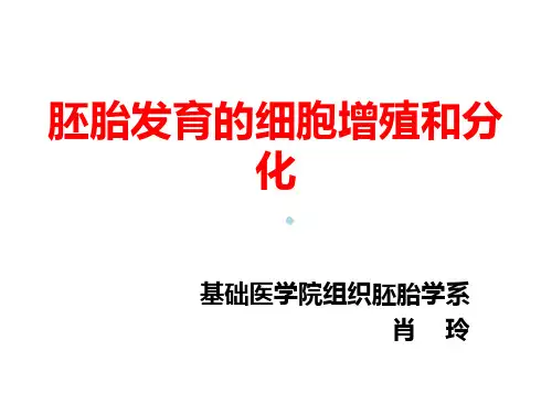 胚胎发育的细胞增殖和分化