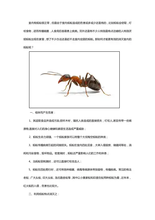 蚂蚁的危害以及防治有效方法