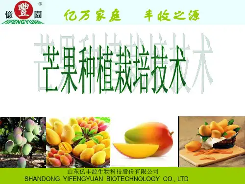 芒果栽培技术ppt课件