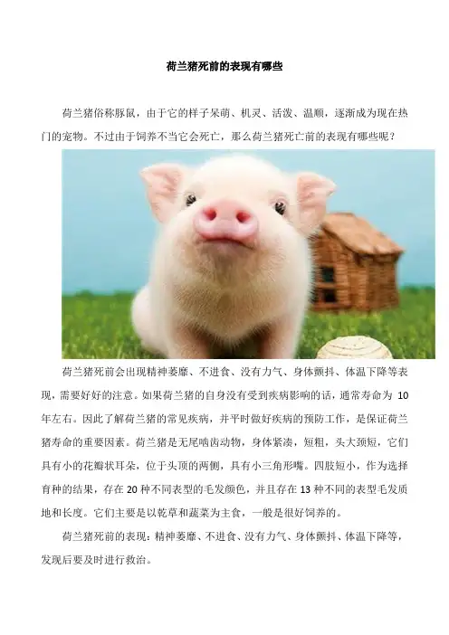 荷兰猪死前的表现有哪些