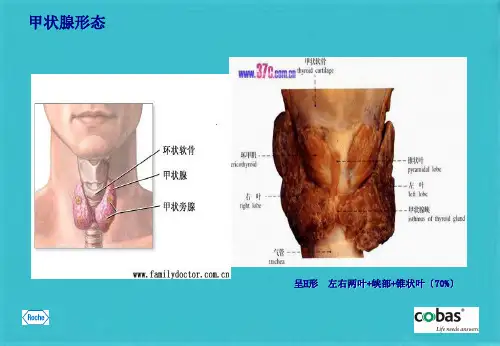 甲状腺功能检测的临床意义(共26张PPT)
