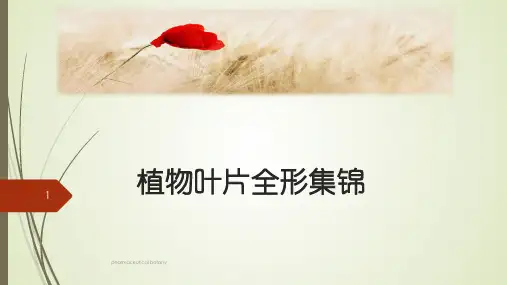 (完整版)植物叶片全形集锦