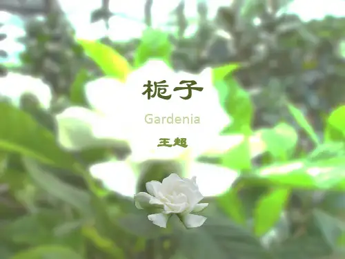 栀子(药用植物学)