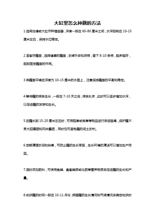 大缸里怎么种藕的方法