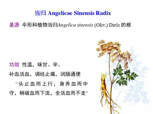 北京大学药学院生药学各论-当归柴胡