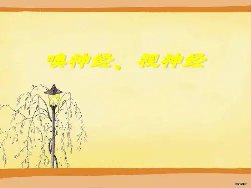 嗅神经、视神经